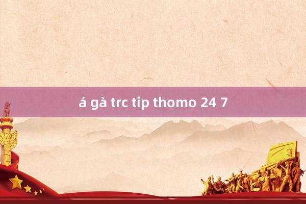 á gà trc tip thomo 24 7