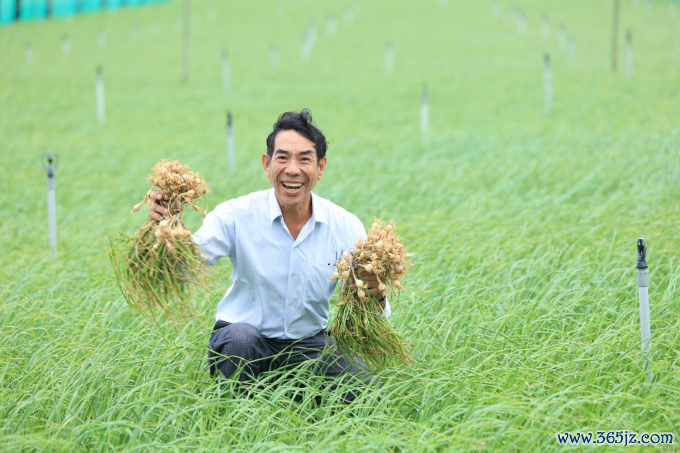 Nông dân canh tác tỏi Lý Sơn. Ảnh: Masan Consumer